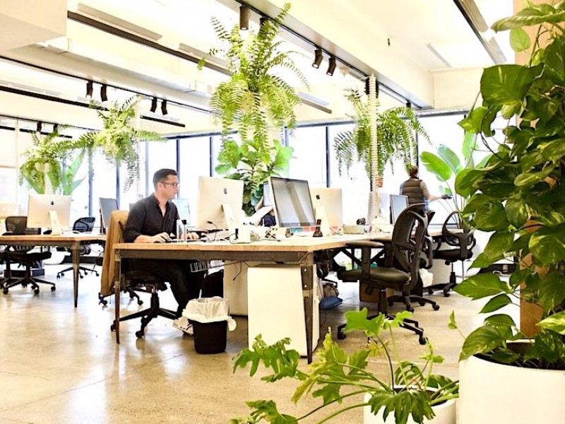 Go Green & Fresh in your Office Space